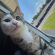 Smokey is registered to the contest to win money with this photo: animal, building, cat, closeup, curious, daylight, eyes, face, fur, greenery, nature, nose, outdoor, pet, screen, sky, sunlight, tabby, whiskers, window