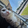 animal, building, cat, closeup, curious, daylight, eyes, face, fur, greenery, nature, nose, outdoor, pet, screen, sky, sunlight, tabby, whiskers, window