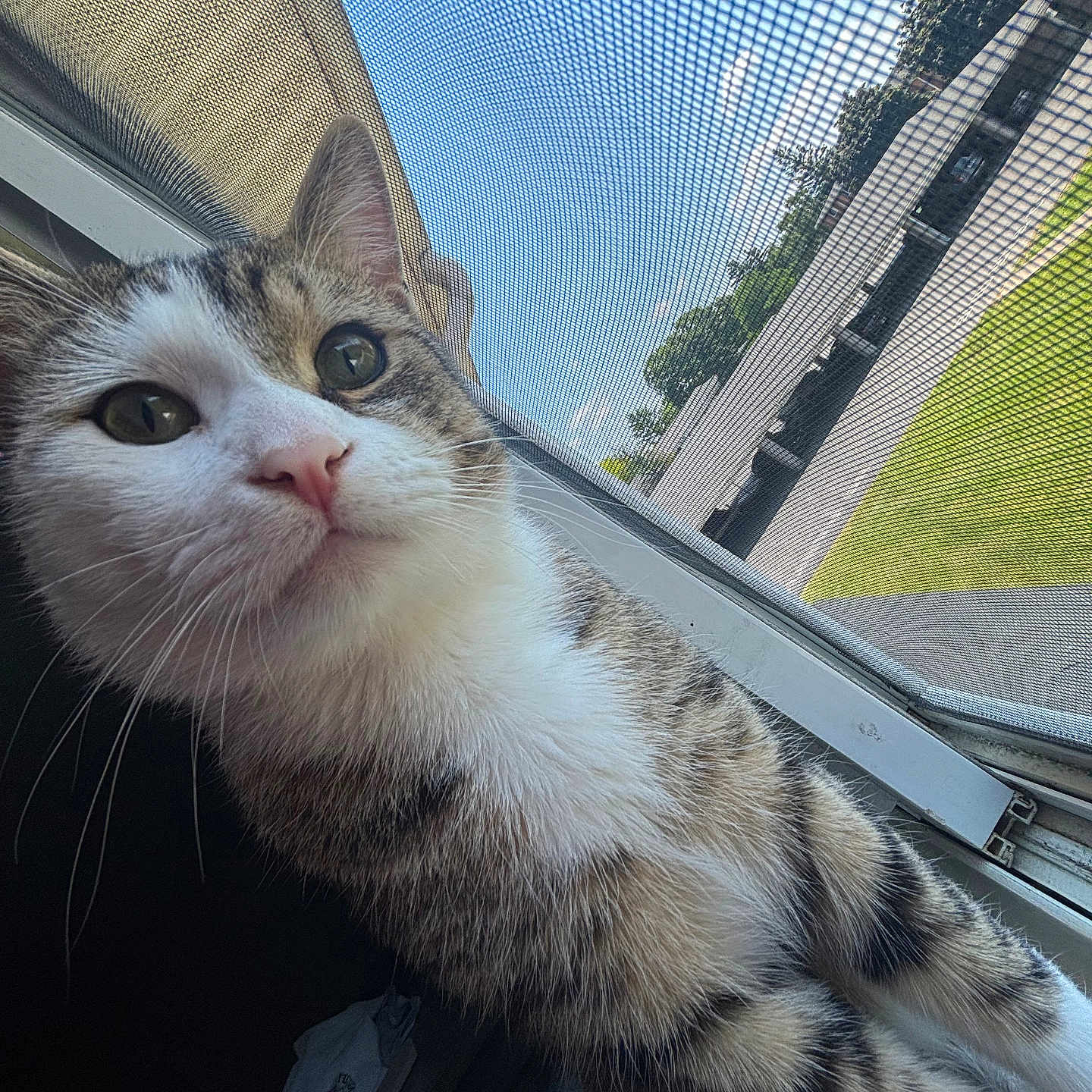 Smokey is registered to the contest to win money with this photo: animal, building, cat, closeup, curious, daylight, eyes, face, fur, greenery, nature, nose, outdoor, pet, screen, sky, sunlight, tabby, whiskers, window