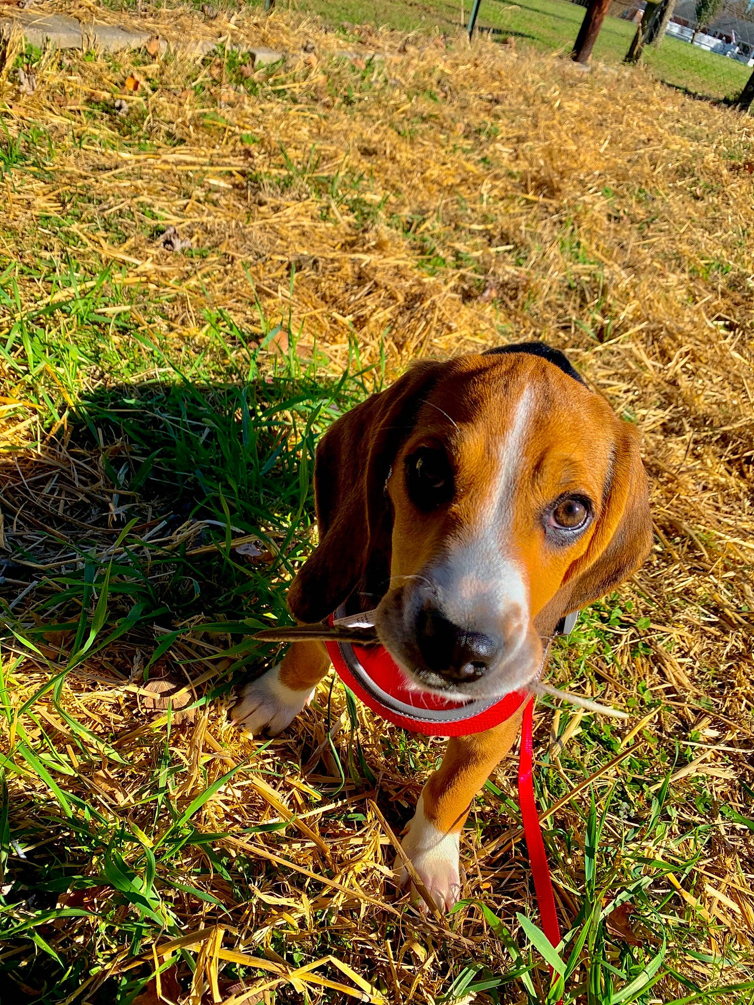 Scout joined the competition — help win amazing prizes! american_foxhound, beagle, canidae, carnivore, dog, dog_breed, estonian_hound, finnish_hound, grass, grass_family, harrier, hound, hunting_dog, mammal, posavac_hound, rare_breed_dog, serbian_tricolour_hound, snout, treeing_walker_coonhound, vertebrate