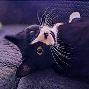 Shea is registered to the contest to win money with this photo: animal, black_and_white, blanket, cat, close_up, cozy, cute, eyes, face, fur, indoor, lying_down, mammal, pet, portrait, purple, relaxed, resting, soft, whiskers