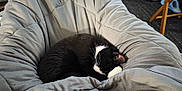 Shea is registered to the contest to win money with this photo: animal, bean_bag, black_and_white, cat, comfort, cozy, curled_up, cushion, domestic_animal, fur, furniture, home, indoor, pet, quiet, relaxation, resting, sleeping, soft, whiskers
