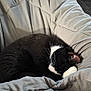 animal, bean_bag, black_and_white, cat, comfort, cozy, curled_up, cushion, domestic_animal, fur, furniture, home, indoor, pet, quiet, relaxation, resting, sleeping, soft, whiskers