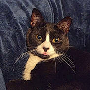 Shea joined the competition — help win amazing prizes! cat, tuxedo_cat, pet, animal, whiskers, fur, ears, eyes, nose, tongue, resting, blanket, cozy, indoor, cute, closeup, portrait, feline, relaxed, black_and_white