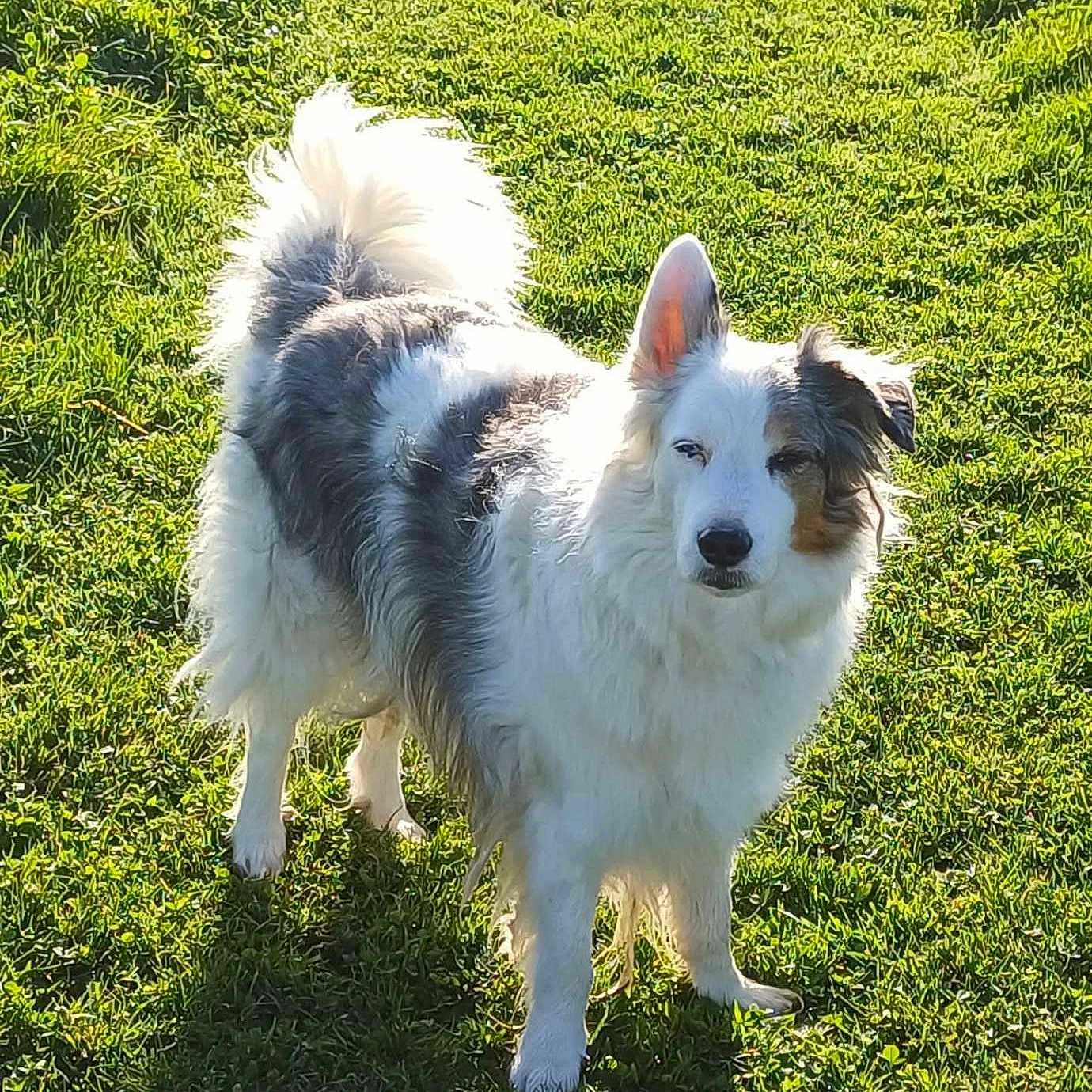 Tyson a rejoint le concours — aidez-le/la à gagner de superbes lots ! dog, outdoor, grass, sunlight, pet, animal, fluffy, white, gray, canine, nature, standing, daylight, fur, tail, mammal, field, shadow, alert, portrait