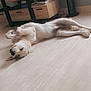 Jacks a rejoint le concours — aidez-le/la à gagner de superbes lots ! canine, cozy, dog, domestic, drawer, fan, floor, furniture, golden_retriever, home, indoor, living_room, lying_down, pet, quiet, relaxed, resting, sleeping, television, wooden_floor