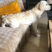 Jacks a rejoint le concours — aidez-le/la à gagner de superbes lots ! animal, blanket, canine, couch, cozy, cute, dog, domestic, furniture, golden_retriever, home, indoor, kitchen, living_room, pet, relaxed, side_view, stretching, wooden_floor, yellow_pillow