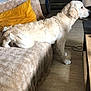 animal, blanket, canine, couch, cozy, cute, dog, domestic, furniture, golden_retriever, home, indoor, kitchen, living_room, pet, relaxed, side_view, stretching, wooden_floor, yellow_pillow
