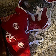 Lilia Jane is registered to the contest to win money with this photo: animal, carpet, cat, christmas, christmas_stocking, cozy, curious, cute, decoration, feline, festive, gray_cat, holiday, indoor, pet, playful, red_stocking, ribbon, snowflake_pattern, white_cat