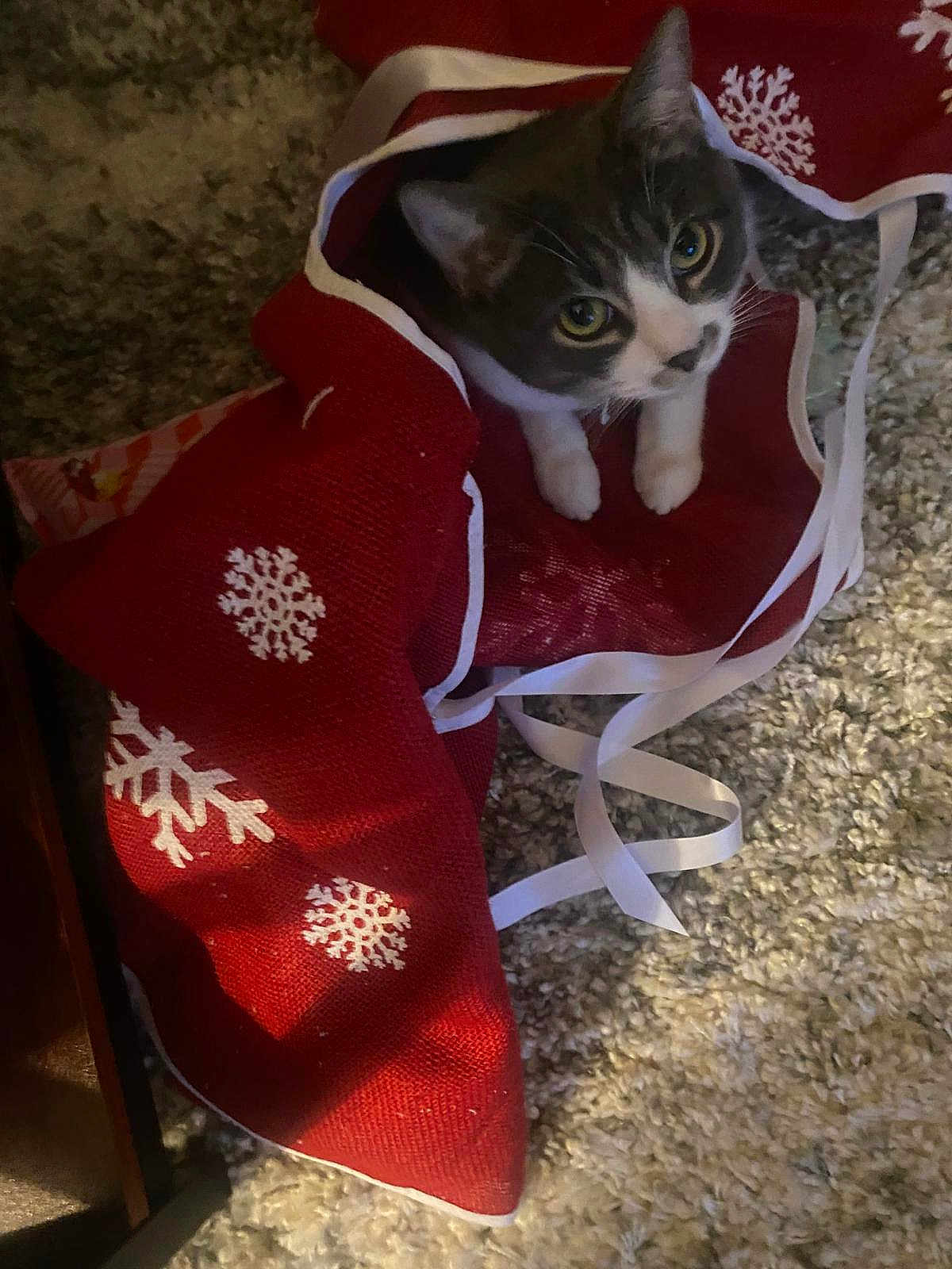 Lilia Jane is registered to the contest to win money with this photo: animal, carpet, cat, christmas, christmas_stocking, cozy, curious, cute, decoration, feline, festive, gray_cat, holiday, indoor, pet, playful, red_stocking, ribbon, snowflake_pattern, white_cat