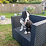 puppy, dog, black_and_white, outdoor, garden, chair, grass, fence, potted_plant, flower, sunlight, pet, young_dog, collar, relaxing, backyard, nature, summer, domestic_animal, cute