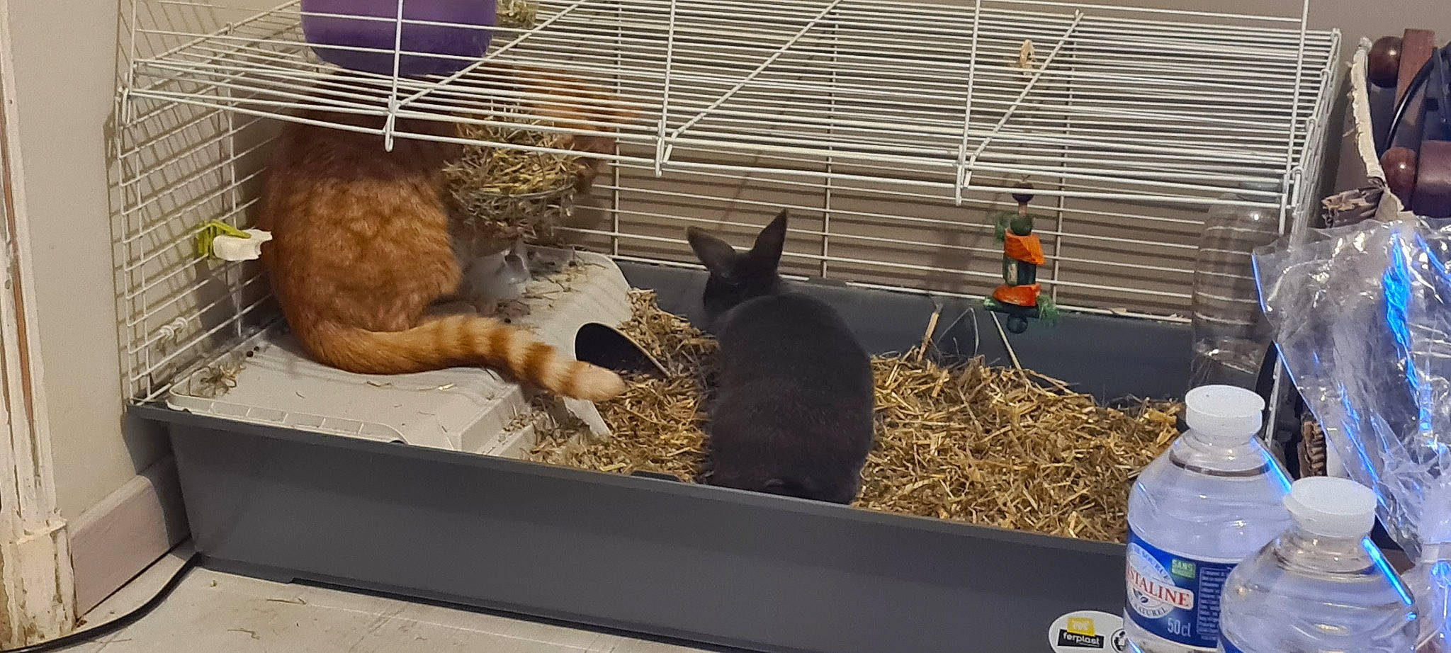 Snowy a rejoint le concours — aidez-le/la à gagner de superbes lots ! animal_feed, bottle, bottled_water, cage, carnivore, cat, drinking_water, felidae, gas, mineral_water, pet_supply, plastic_bottle, rodent, small_to_medium_sized_cats, solvent, tail, terrestrial_animal, vertebrate, water_bottle, whiskers