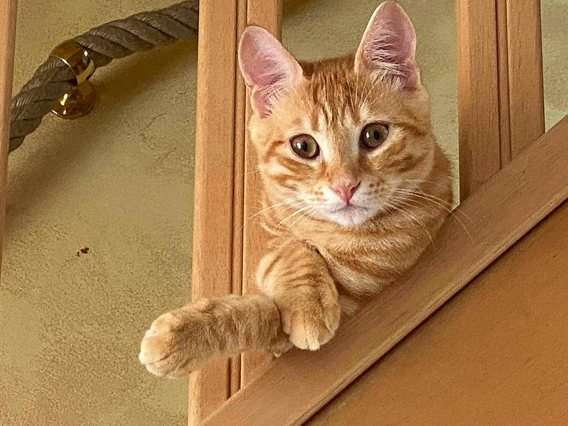 Snowy participe au concours pour gagner de l'argent avec cette photo : box, carnivore, cat, cat_furniture, domestic_short_haired_cat, door, eye, fawn, felidae, fur, paw, rectangle, sitting, small_to_medium_sized_cats, snout, tail, vertebrate, whiskers, window, wood