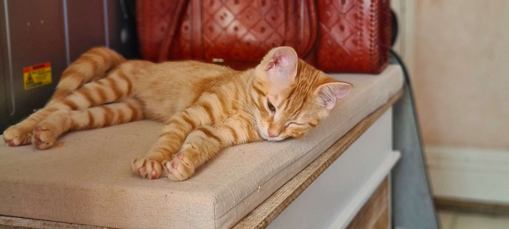 Snowy a rejoint le concours — aidez-le/la à gagner de superbes lots ! carnivore, cat, claw, comfort, couch, domestic_short_haired_cat, fawn, felidae, flooring, foot, fur, hardwood, nap, paw, room, small_to_medium_sized_cats, snout, tail, whiskers, wood