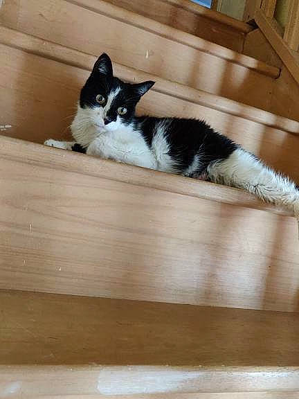 Mimine a rejoint le concours — aidez-le/la à gagner de superbes lots ! black_and_white, canidae, carnivore, cat, felidae, floor, flooring, fur, hardwood, kitten, small_to_medium_sized_cats, sporting_group, tail, whiskers, wood