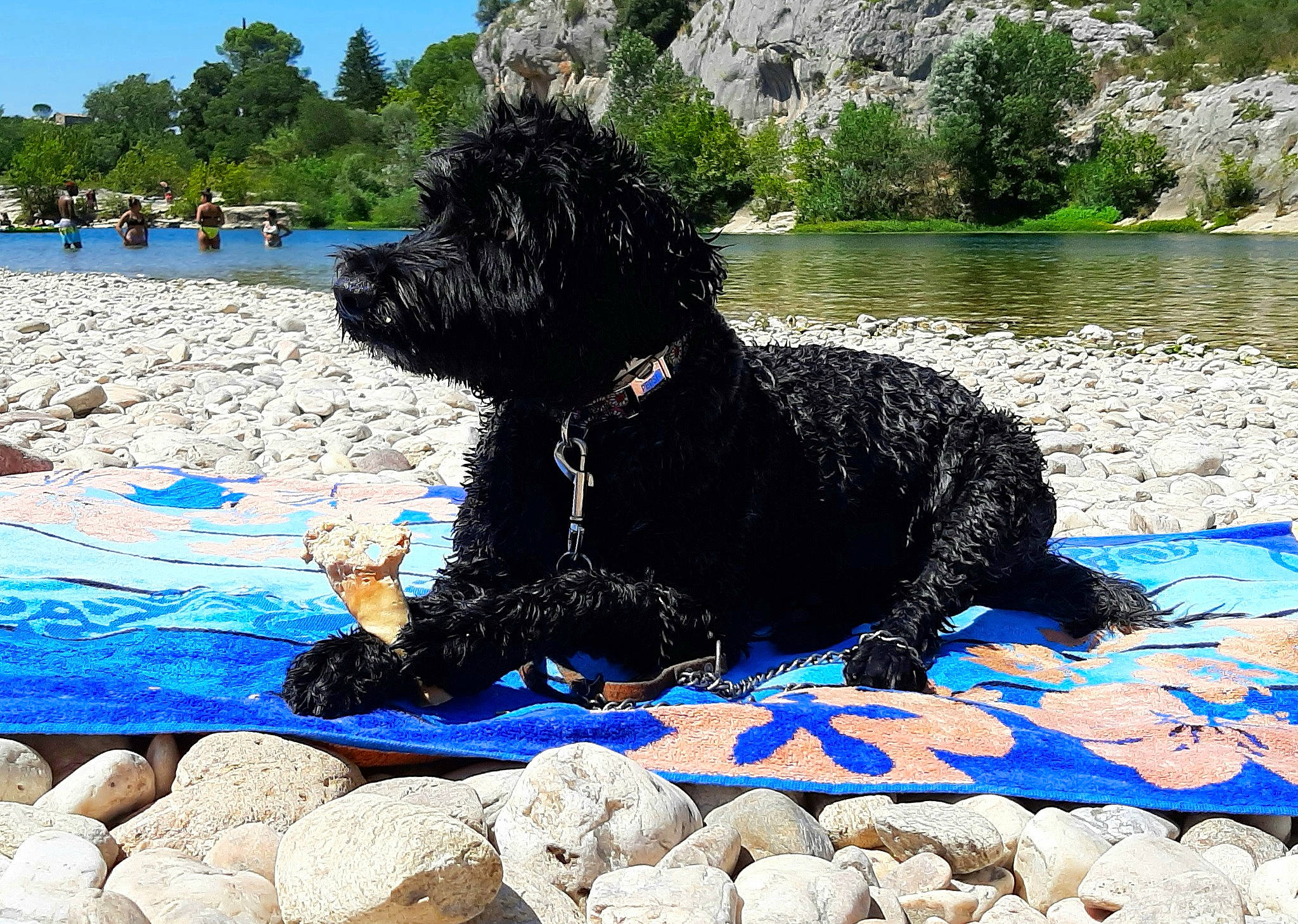Pepsi participe au concours pour gagner de l'argent avec cette photo : barbet, black_russian_terrier, canidae, cao_da_serra_de_aires, carnivore, cavapoo, cockapoo, dog, dog_breed, labradoodle, mammal, portuguese_water_dog, schnoodle, spanish_water_dog, sporting_group, terrier, vertebrate