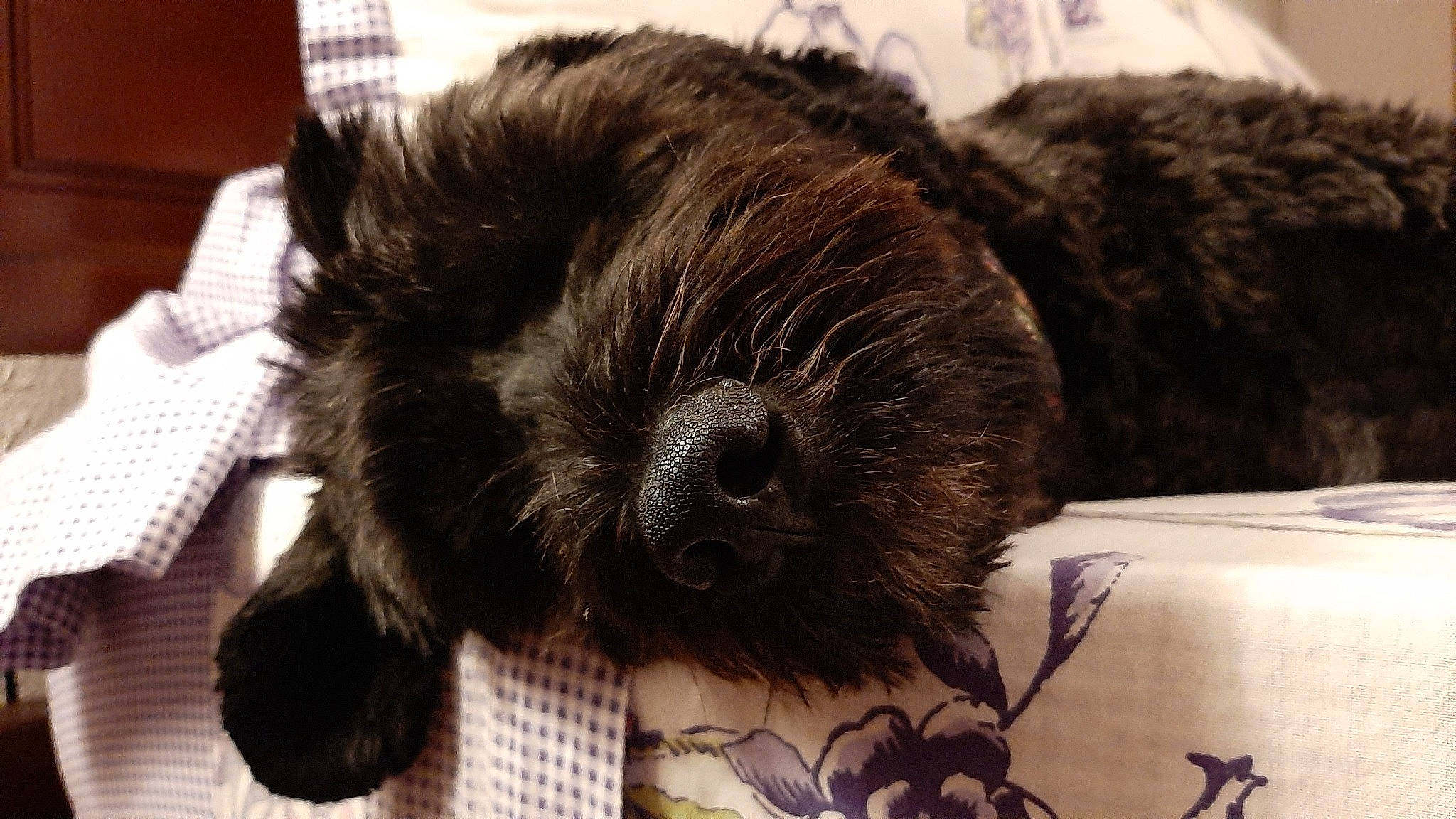 Pepsi a rejoint le concours — aidez-le/la à gagner de superbes lots ! affenpinscher, bolonka, cairn_terrier, canidae, carnivore, companion_dog, dog, dog_breed, fur, mammal, non_sporting_group, puppy, schnoodle, snout, sporting_group, terrier, vertebrate