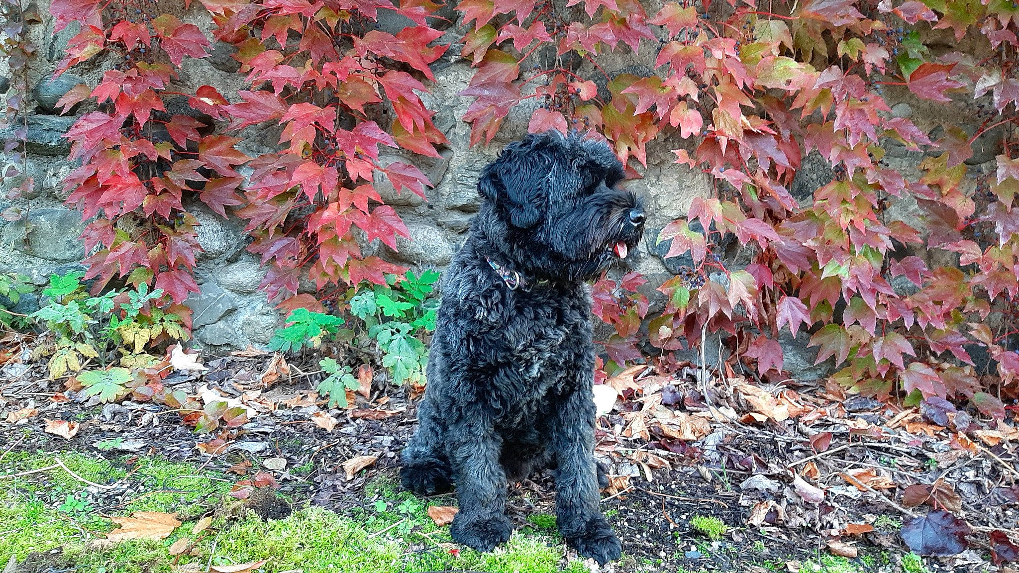 Pepsi participe au concours pour gagner de l'argent avec cette photo : barbet, canidae, carnivore, cockapoo, companion_dog, dog, dog_breed, labradoodle, mammal, miniature_poodle, non_sporting_group, plant, poodle, poodle_crossbreed, portuguese_water_dog, schnoodle, sporting_group, terrier, toy_poodle, vertebrate