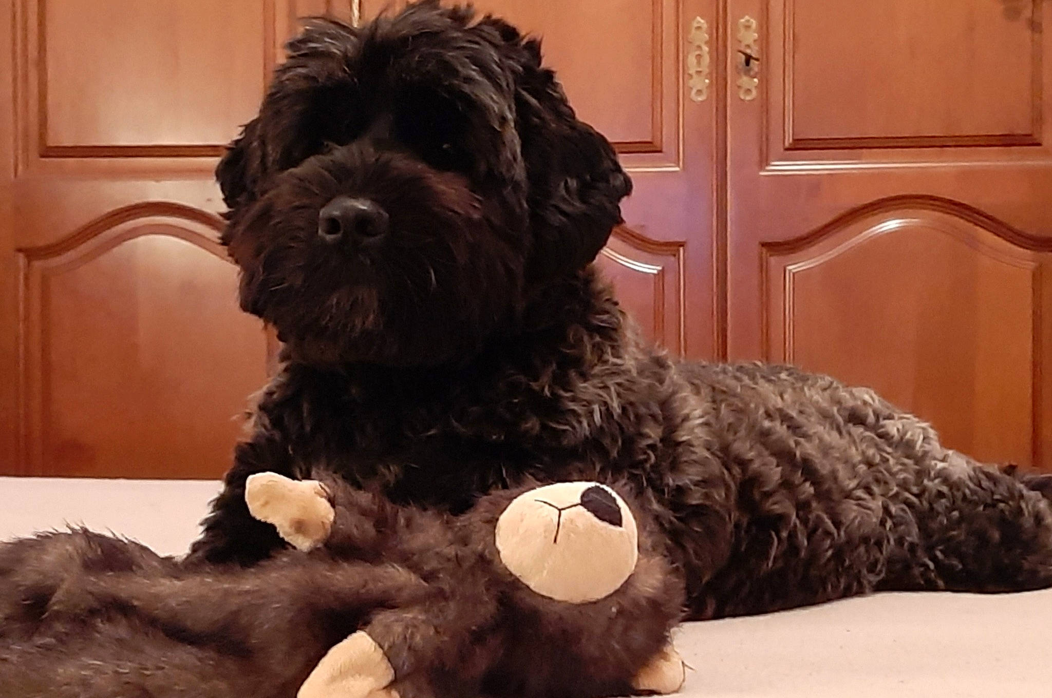 Pepsi participe au concours pour gagner de l'argent avec cette photo : barbet, bolonka, canidae, carnivore, cavapoo, cockapoo, dog, dog_breed, labradoodle, mammal, poodle_crossbreed, portuguese_water_dog, puppy, rare_breed_dog, schnoodle, shih_poo, spanish_water_dog, sporting_group, terrier, vertebrate