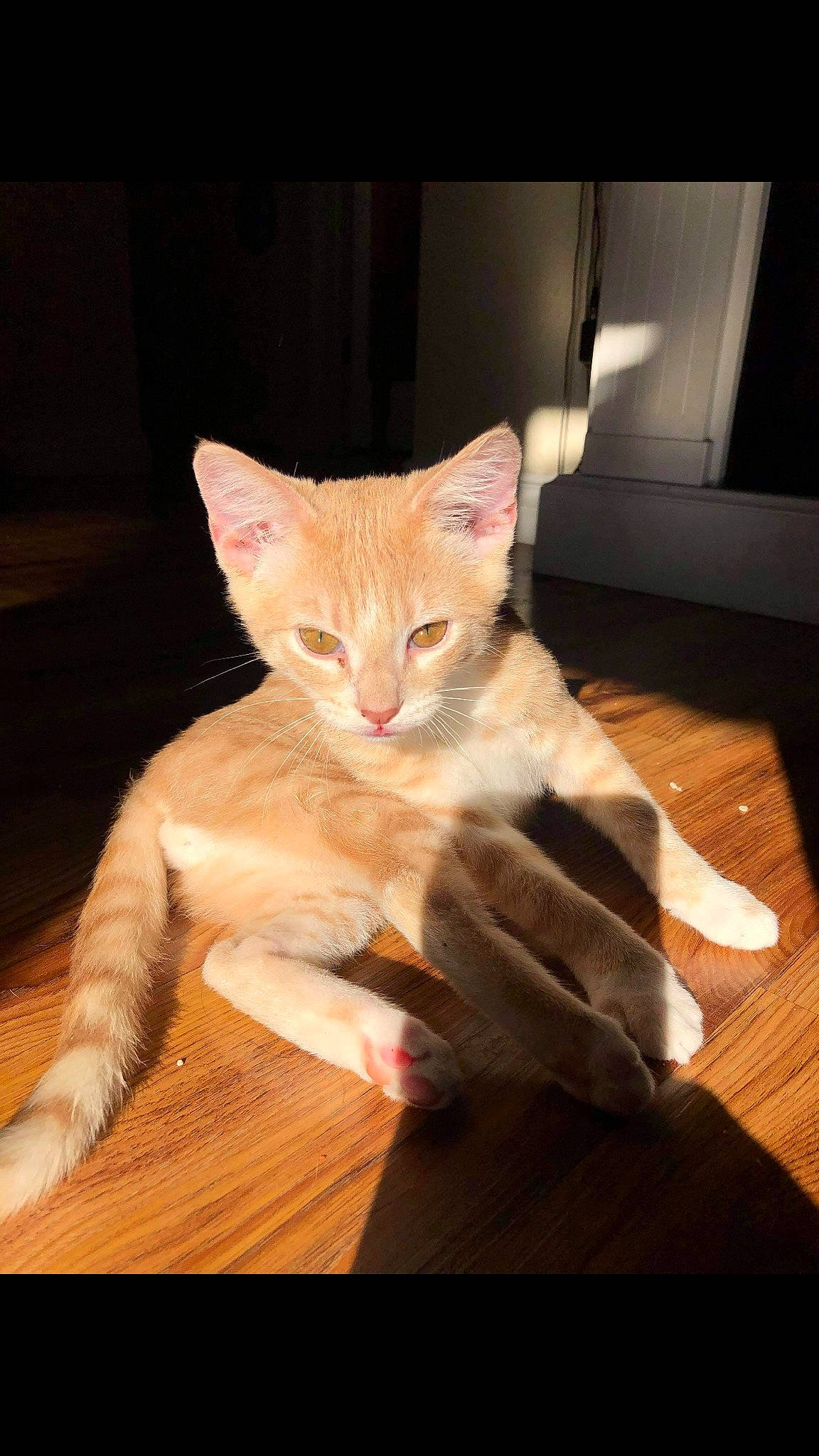 Simba is registered to the contest to win money with this photo: arabian_mau, asian, burmilla, carnivore, cat, ear, european_shorthair, fawn, felidae, fur, kitten, mammal, small_to_medium_sized_cats, tabby_cat, tail, vertebrate, whiskers