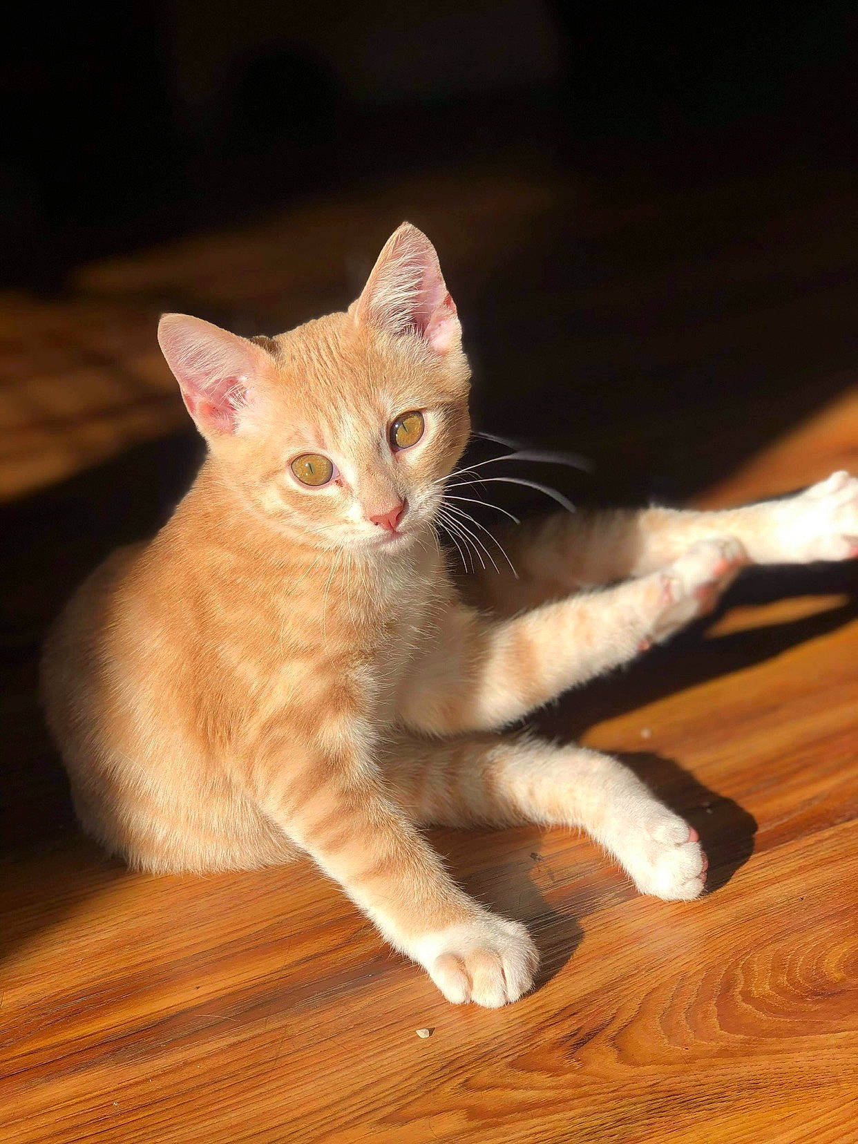 Simba is registered to the contest to win money with this photo: aegean_cat, american_wirehair, arabian_mau, asian, australian_mist, carnivore, cat, european_shorthair, fawn, felidae, german_rex, kitten, mammal, ojos_azules, oriental_longhair, small_to_medium_sized_cats, tabby_cat, turkish_angora, vertebrate, whiskers
