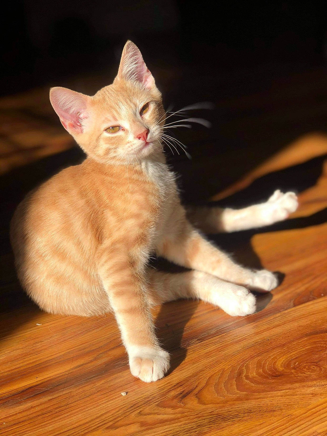 Simba joined the competition — help win amazing prizes! american_wirehair, arabian_mau, asian, carnivore, cat, european_shorthair, fawn, felidae, fur, german_rex, kitten, mammal, polydactyl_cat, small_to_medium_sized_cats, tabby_cat, tail, turkish_angora, whiskers, wood