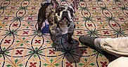 Tia participe au concours pour gagner de l'argent avec cette photo : dog, french_bulldog, indoor, tile_floor, patterned_floor, wooden_cabinet, person_leg, slipper, curious, pet, animal, home, floor_tiles, wall, brick_wall, footwear, paw, looking_up, standing, domestic