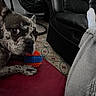 Tia participe au concours pour gagner de l'argent avec cette photo : animal, black_leather_couch, cozy, curious, dog, expression, face, foot, hanging_chair, home, indoor, patterned_floor, paw, person, pet, red_surface, relaxing, spotted_dog, toy, white_sock