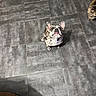 Tia participe au concours pour gagner de l'argent avec cette photo : dog, french_bulldog, cat, tabby_cat, indoor, tiled_floor, pet, animal, looking_up, curious, floor, paw, fur, domestic_animal, companions, cute, small_dog, long_hair_cat, attentive, pet_portrait