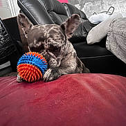 Tia a rejoint le concours — aidez-le/la à gagner de superbes lots ! dog, french_bulldog, toy, nerf_ball, red_couch, leather_couch, living_room, person, socks, black_sofa, indoor, pet, playful, fur, ears, paw, relaxing, home, comfort, focus