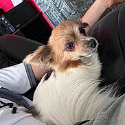 Noisette participe au concours pour gagner de l'argent avec cette photo : dog, small_dog, fluffy, white_fur, brown_fur, pet, indoor, couch, person, lap, relaxed, close_up, portrait, animal, companion, fur, cute, domestic_animal, resting, background