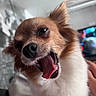 dog, chihuahua, close_up, yawning, mouth_open, fluffy_fur, indoor, pet, animal, cute, small_dog, expressive_eyes, whiskers, fur, domestic_animal, portrait, blurred_background, brown_and_white, canine, companion