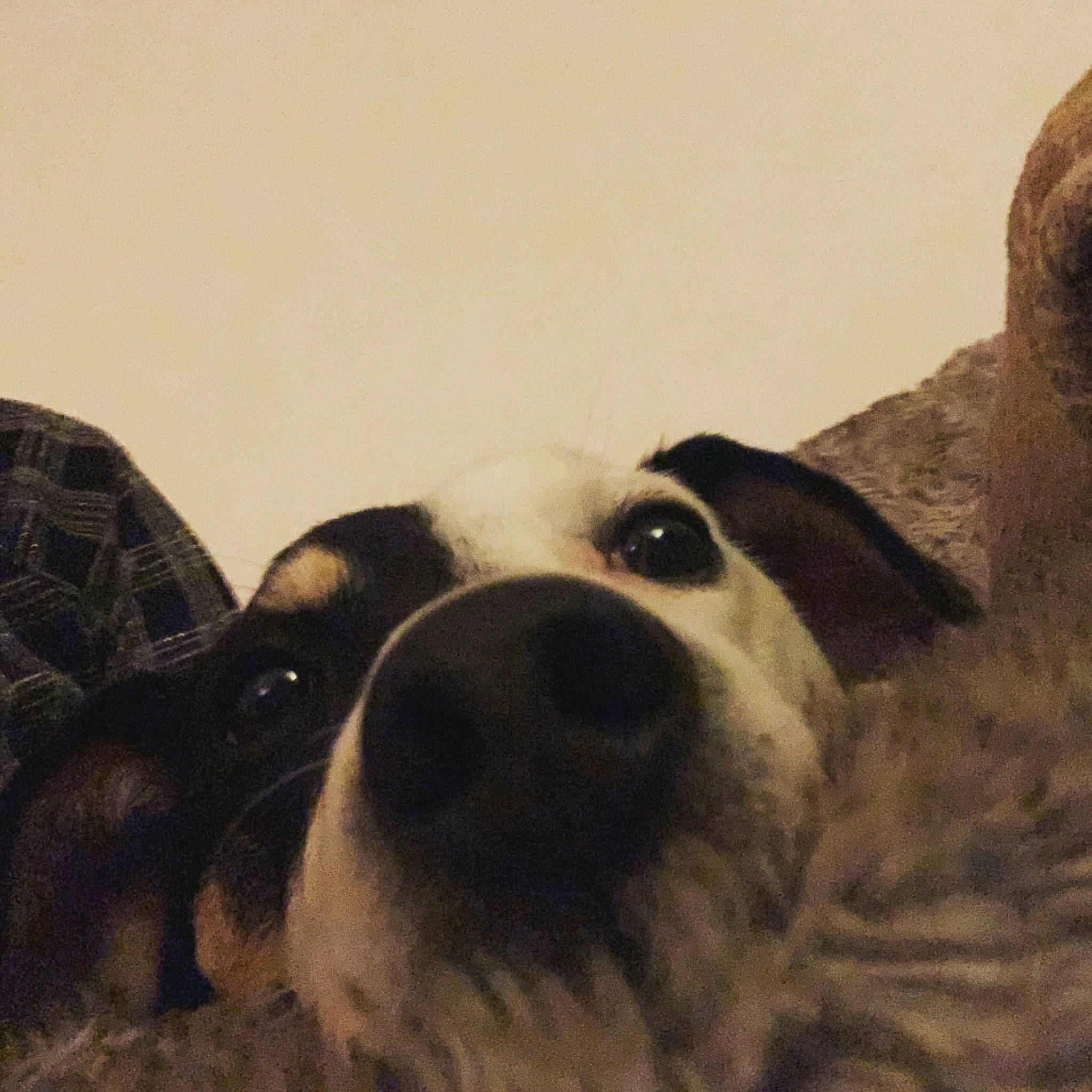 Willo participe au concours pour gagner de l'argent avec cette photo : carnivore, cloud, comfort, companion_dog, couch, dog, dog_breed, eyelash, eyewear, fur, happy, monochrome, monochrome_photography, paw, snout, sporting_group, terrestrial_animal, tints_and_shades, whiskers, working_animal