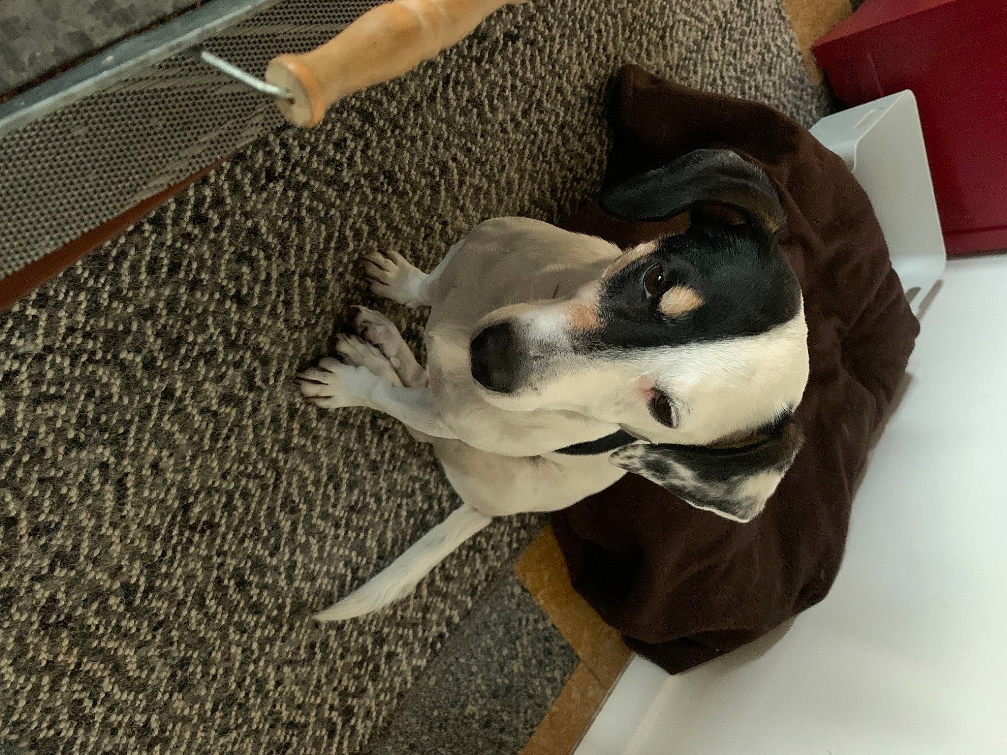 Willo participe au concours pour gagner de l'argent avec cette photo : bone, canidae, carmine, carnivore, collar, comfort, companion_dog, dog, dog_breed, dog_supply, fawn, flooring, fur, paw, snout, sporting_group, tail, whiskers, wood, working_animal