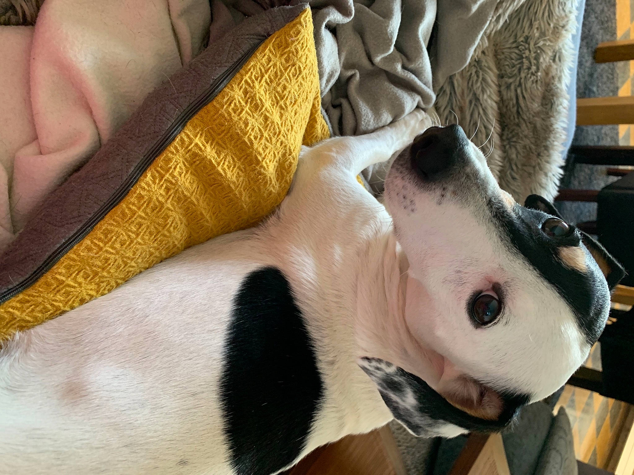 Willo a rejoint le concours — aidez-le/la à gagner de superbes lots ! carnivore, collar, comfort, companion_dog, dog, dog_breed, ear, fawn, fur, human_leg, linens, rabbit, rabbits_and_hares, snout, stuffed_toy, tail, textile, toy, whiskers, working_animal