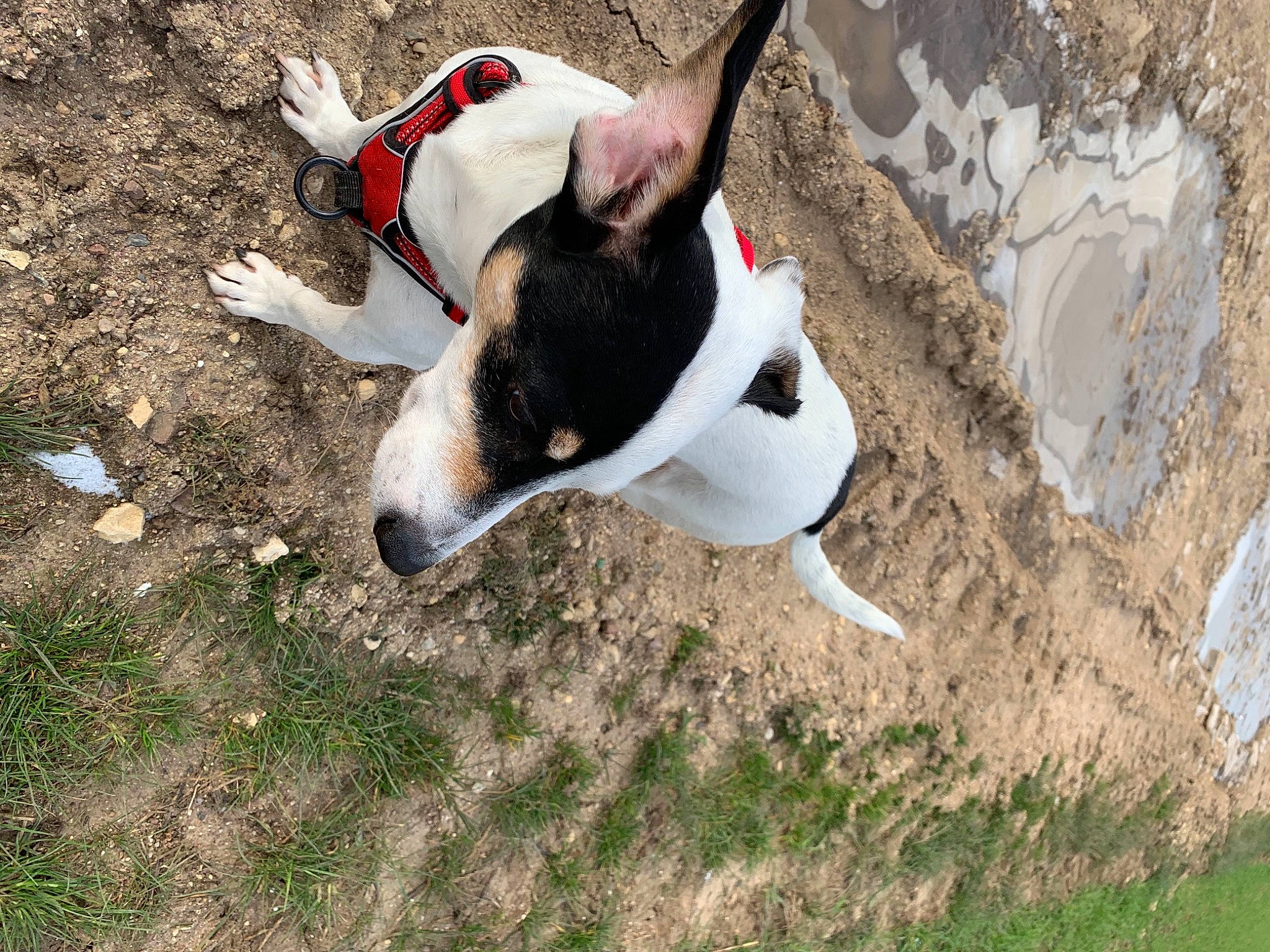 Willo participe au concours pour gagner de l'argent avec cette photo : canidae, carmine, carnivore, collar, companion_dog, dog, dog_breed, dog_collar, grass, hunting_dog, irishjacks, non_sporting_group, snout, soil, sporting_group, terrestrial_animal, working_animal