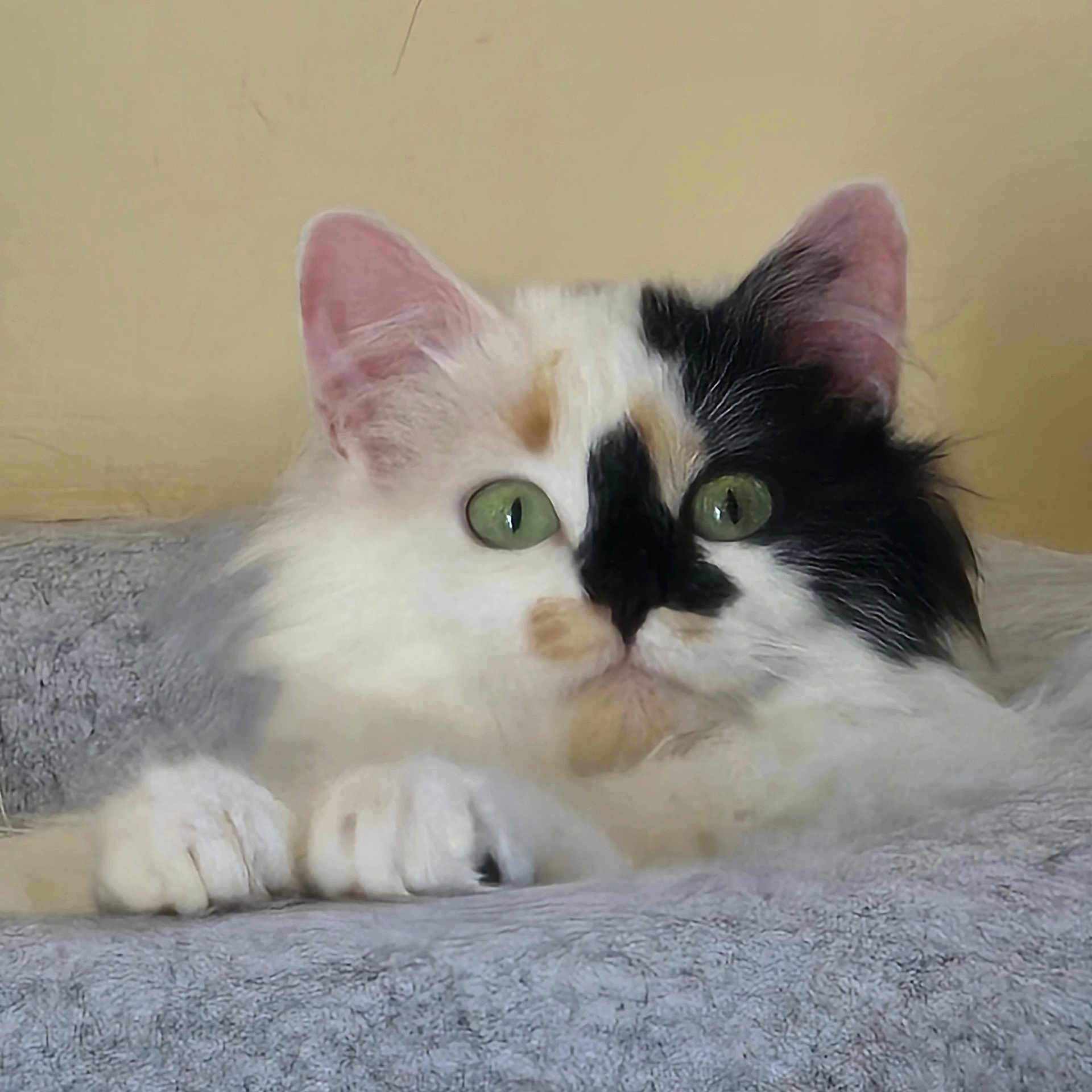 Smuch is registered to the contest to win money with this photo: animal, blanket, calico, cat, close_up, cute, ears, face, feline, fluffy, fur, green_eyes, indoor, paws, pet, portrait, relaxed, resting, soft_texture, whiskers