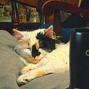 Smuch is registered to the contest to win money with this photo: animal, blanket, blurred_background, calico_cat, cat, closeup, coffee, cozy, domestic_animal, feline, fur, indoor, mug, paw, pet, relaxing, resting, sleeping, whiskers, wooden_chair