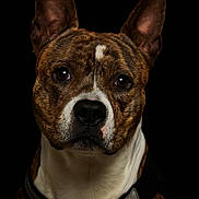 Fanny Dubuc participe au concours pour gagner de l'argent avec cette photo : dog, brindle, portrait, close_up, pet, animal, ears, brown, white, black_background, collar, fur, face, canine, looking, alert, studio, expression, muzzle, whiskers