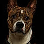 dog, brindle, portrait, close_up, pet, animal, ears, brown, white, black_background, collar, fur, face, canine, looking, alert, studio, expression, muzzle, whiskers