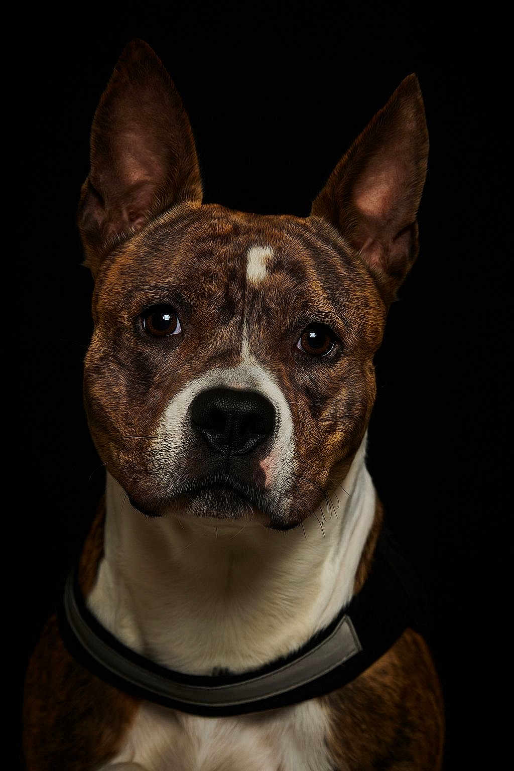 Fanny Dubuc participe au concours pour gagner de l'argent avec cette photo : dog, brindle, portrait, close_up, pet, animal, ears, brown, white, black_background, collar, fur, face, canine, looking, alert, studio, expression, muzzle, whiskers