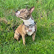 Athena participe au concours pour gagner de l'argent avec cette photo : alert, animal, brindle, canine, collar, dog, ears, field, fur, grass, greenery, muzzle, nature, outdoor, paw, pet, portrait, sitting, sunlight, tag