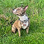 alert, animal, brindle, canine, collar, dog, ears, field, fur, grass, greenery, muzzle, nature, outdoor, paw, pet, portrait, sitting, sunlight, tag