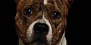 Athena a rejoint le concours — aidez-le/la à gagner de superbes lots ! alert, animal, background_black, black_nose, brindle, brown, canine, close_up, collar, dog, ears, expression, face, fur, looking, pet, photography, portrait, studio, white