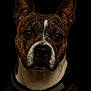 Athena a rejoint le concours — aidez-le/la à gagner de superbes lots ! animal, black_background, brindle, canine, close_up, collar, dog, dripping, ears, expression, fur, intense_gaze, muzzle, nose, pet, portrait, studio_lighting, water_droplets, wet, whiskers