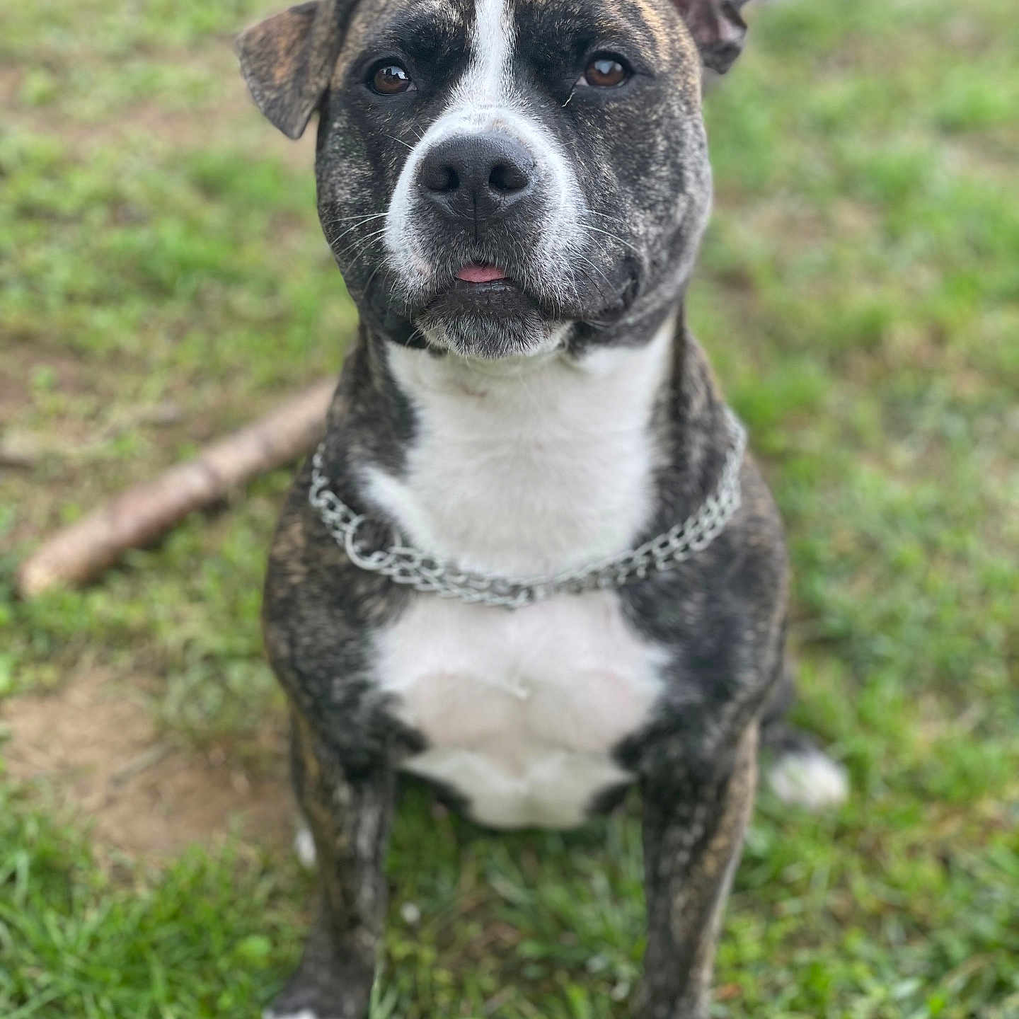Sky participe au concours pour gagner de l'argent avec cette photo : animal, brindle, canine, chain_collar, close_up, cute, dog, eyes, friendly, fur, grass, muzzle, nature, one_ear_up, outdoor, pet, playful, portrait, sitting, tongue_out