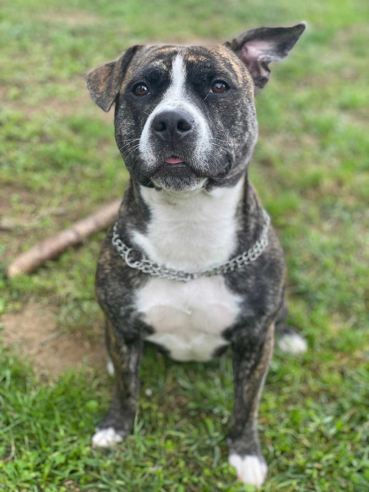 Sky participe au concours pour gagner de l'argent avec cette photo : dog, brindle, chain_collar, grass, outdoor, pet, animal, sitting, tongue_out, one_ear_up, close_up, cute, friendly, canine, portrait, nature, fur, muzzle, eyes, playful