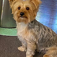 Remi joined the competition — help win amazing prizes! dog, small_dog, fluffy, tan_fur, gray_fur, carpet, wooden_floor, indoor, pet, animal, sitting, cute, ears, face, fur, attention, companion, domestic, friendly, house