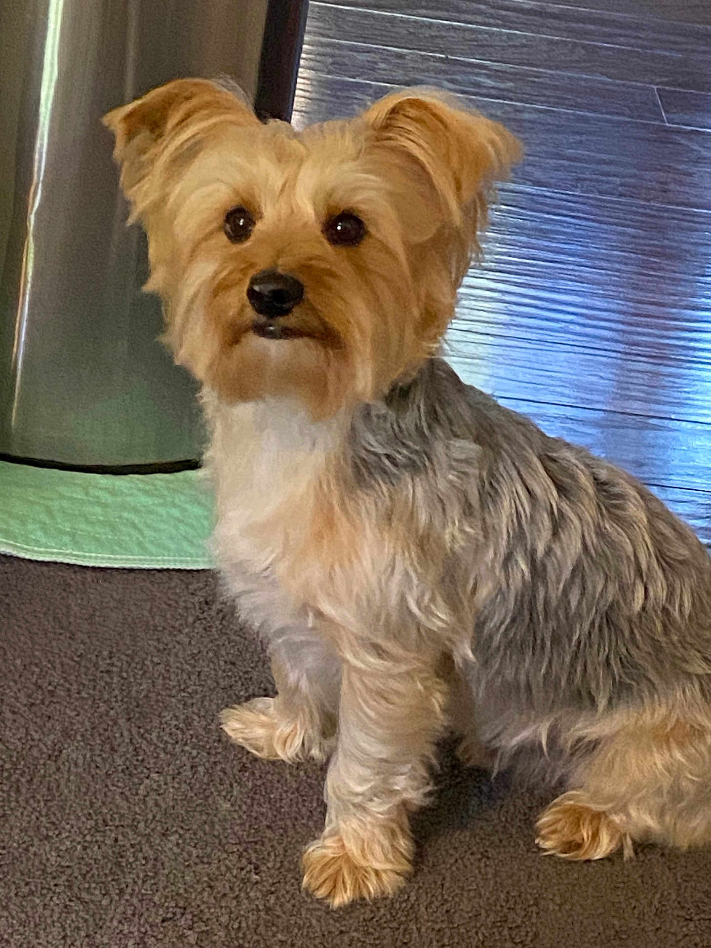Remi joined the competition — help win amazing prizes! dog, small_dog, fluffy, tan_fur, gray_fur, carpet, wooden_floor, indoor, pet, animal, sitting, cute, ears, face, fur, attention, companion, domestic, friendly, house