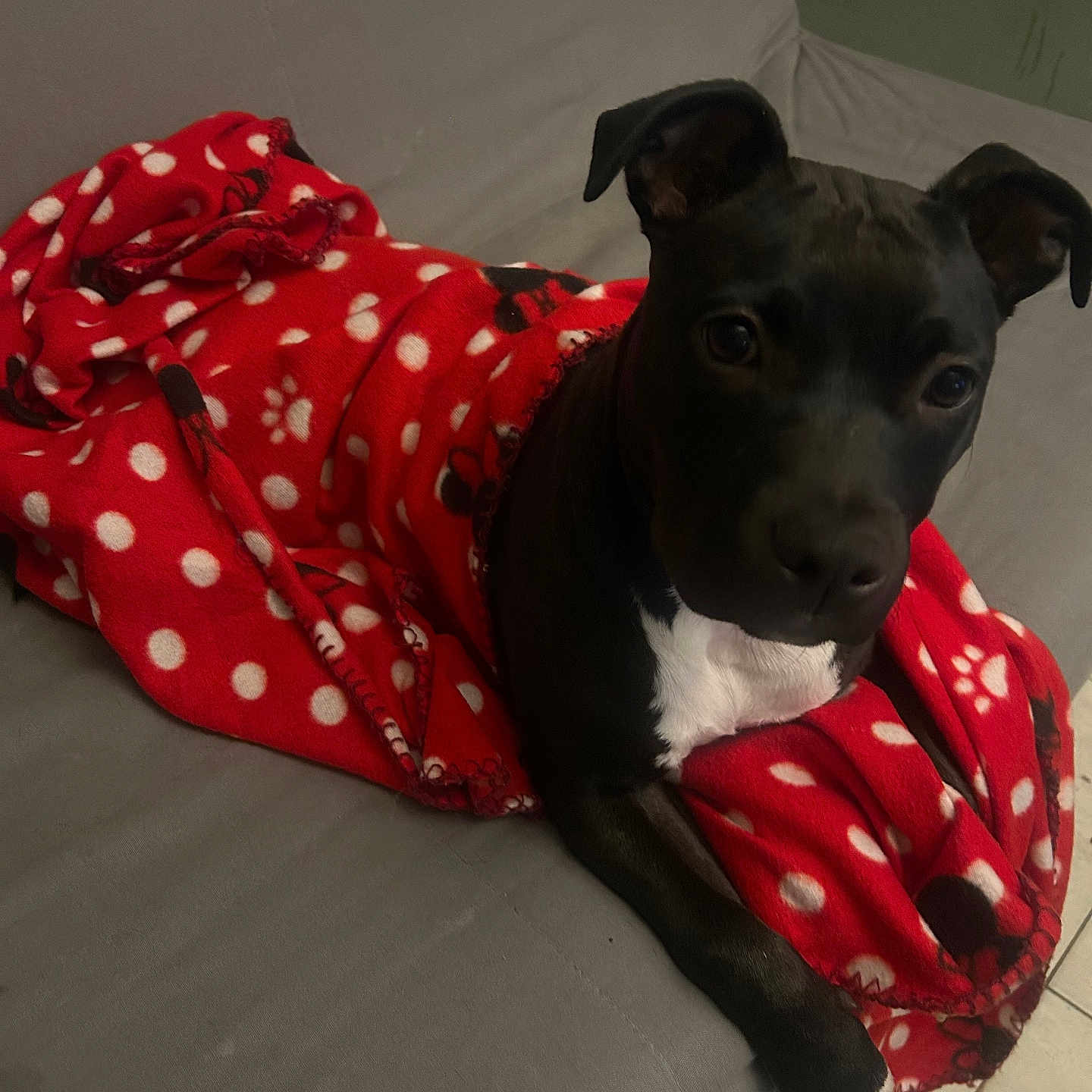 Luna a rejoint le concours — aidez-le/la à gagner de superbes lots ! animal, blanket, bulldog, canine, clothing, couch, cushion, dog, dress, face, furniture, head, homedecor, hound, person, pet, photography, pitbull, portrait, puppy